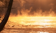 Geese congregate on the Potomac near Carderock, Maryland