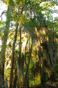 Spanish Moss Glow. First Landing State Park is one of the few places in Virginia that Spanish moss naturally grows