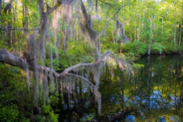 Not only is spanish moss rare in Viriginia, it is also at the extreme northern edge of its range here.