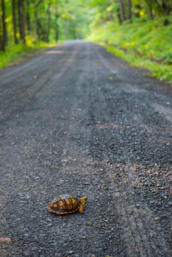 I caught this little guy climbing a road in the George Washington Naitonal Forest. It is currently turtle nesting season, so these guys are all over the place.