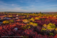 Vast meadows of blueberry bushes at Dolly Sods