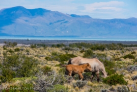 Wild horses in the vast steppes of Argentine patagonia