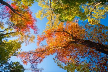 A Tupelo tree glows brighly in fall colors