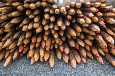 "Pine Pencils"