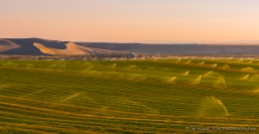 Irrigated fields and sand dunes in near-sunset lighting