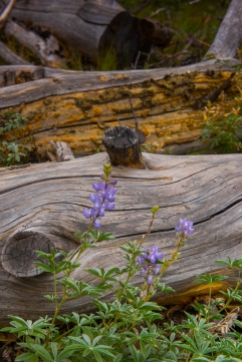 Lupines in the Sawtooth National Recreation Area