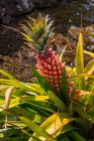 The climate is warm enough and the soil is rich enough to grow pineapples!