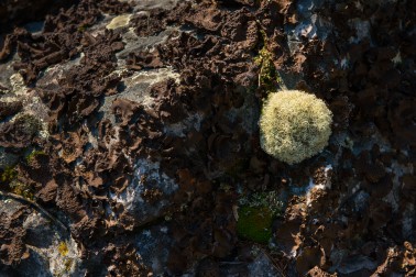 Reindeer Moss, named because it is typically eaten by reindeer (Caribou) is plentiful here.