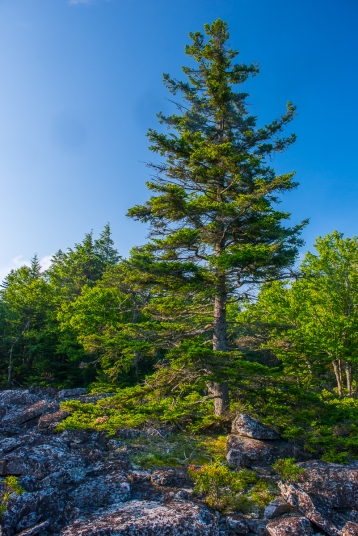 A diverse forest on top of this "dry" mountain is host to trees that normally don't associate: Red Spruce, Table Mountain Pine, and Red Oak