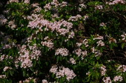 Blooming mountain laurel is everywhere in mid-June