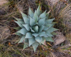New mexico Agave in the Guadalupe Mountains