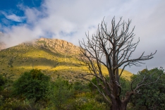 Juniper tree in the Guadalupe Mountains