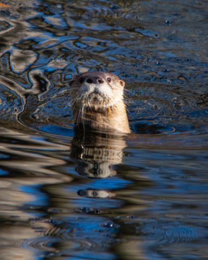 This river otter was spotted in a tributary to the Great Dismal Swamp.