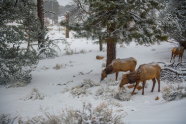 Elk at Grand Canyon. While not native to Grand Canyon, elk are perfectly adapted to this kind of cold weather.