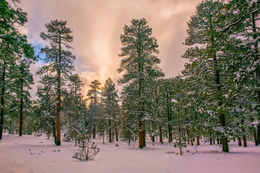 Ponderosa pine forest of the Kaibab Plateau in the snow